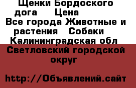 Щенки Бордоского дога.  › Цена ­ 30 000 - Все города Животные и растения » Собаки   . Калининградская обл.,Светловский городской округ 